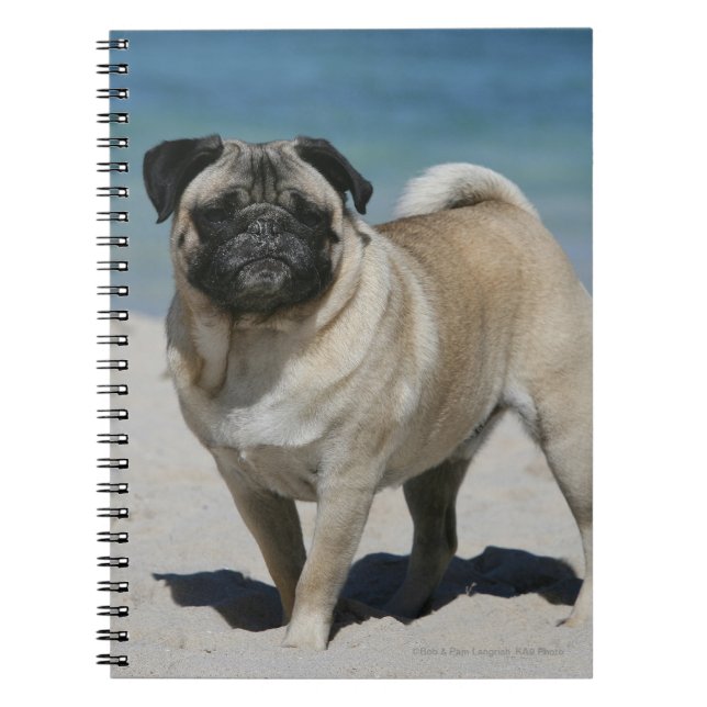 Fawn Pug at the Beach Notebook (Front)