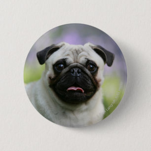 Fawn Pug on Alert 2 Inch Round Button