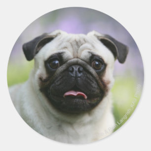 Fawn Pug on Alert Classic Round Sticker