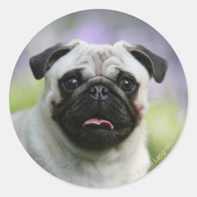 Fawn Pug on Alert Classic Round Sticker (Front)