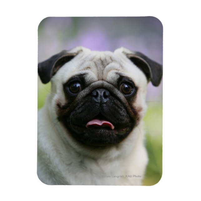 Fawn Pug on Alert Magnet (Vertical)