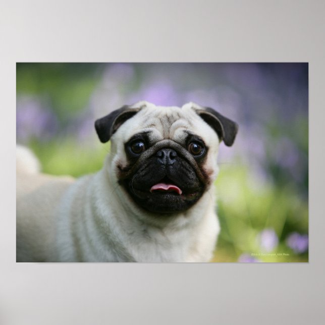 Fawn Pug on Alert Poster (Front)