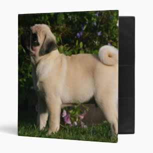 Fawn Pug Profile Binder