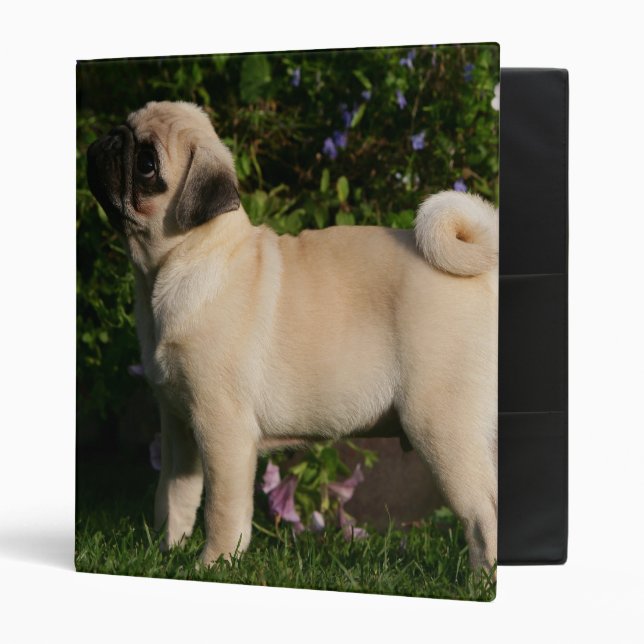 Fawn Pug Profile Binder (Front/Inside)