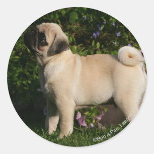 Fawn Pug Profile Classic Round Sticker
