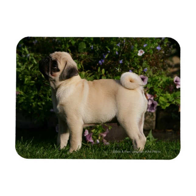 Fawn Pug Profile Magnet (Horizontal)