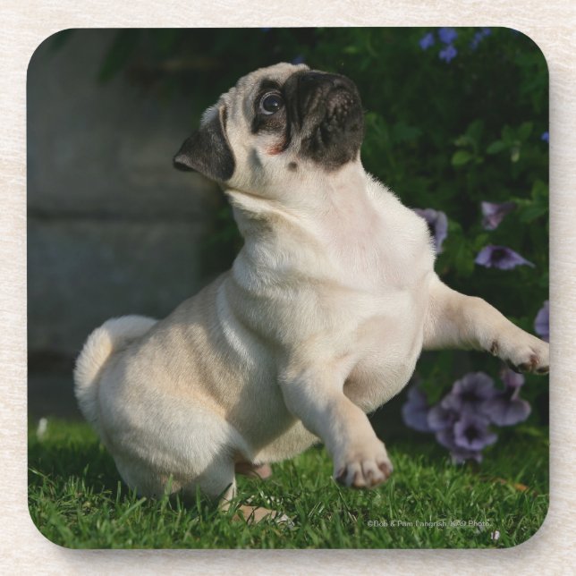 Fawn Pug Puppy Coaster (Front)
