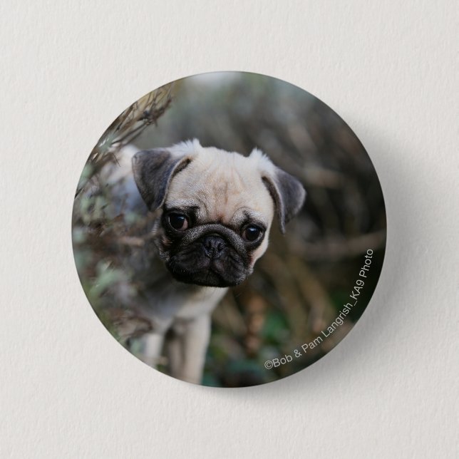 Fawn Pug Puppy Headshot 2 Inch Round Button (Front)