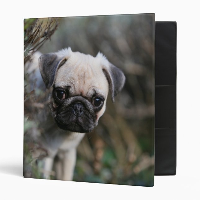 Fawn Pug Puppy Headshot Binder (Front/Inside)