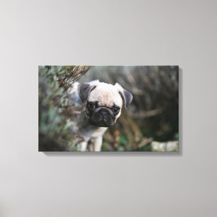 Fawn Pug Puppy Headshot Canvas Print