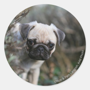 Fawn Pug Puppy Headshot Classic Round Sticker