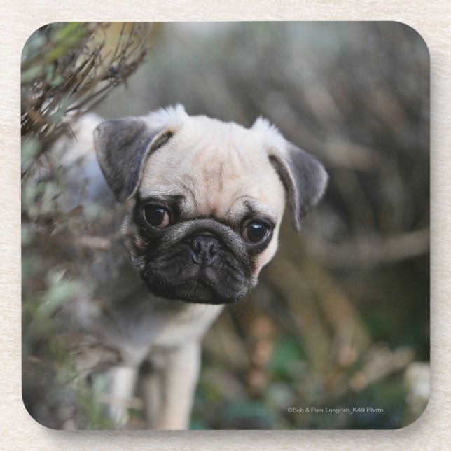 Fawn Pug Puppy Headshot Coaster (Front)