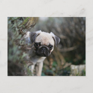Fawn Pug Puppy Headshot Postcard
