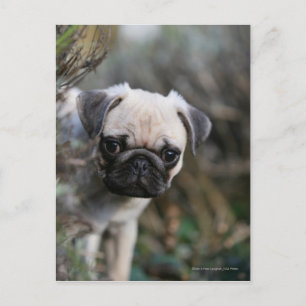 Fawn Pug Puppy Headshot Postcard