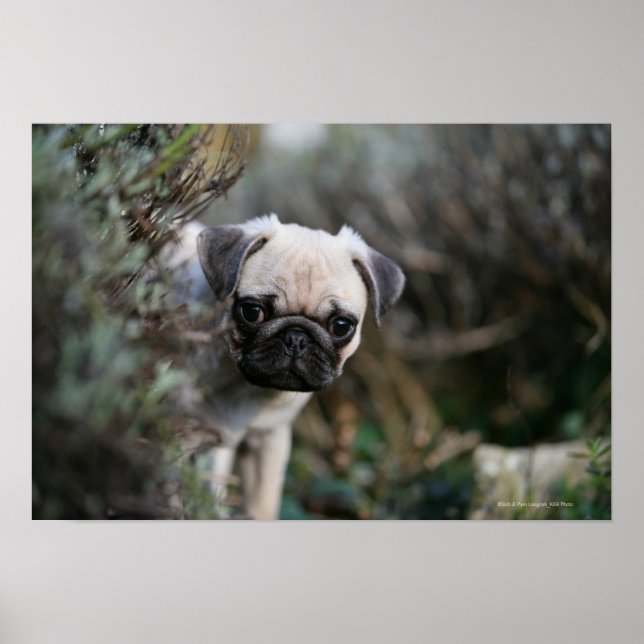 Fawn Pug Puppy Headshot Poster (Front)