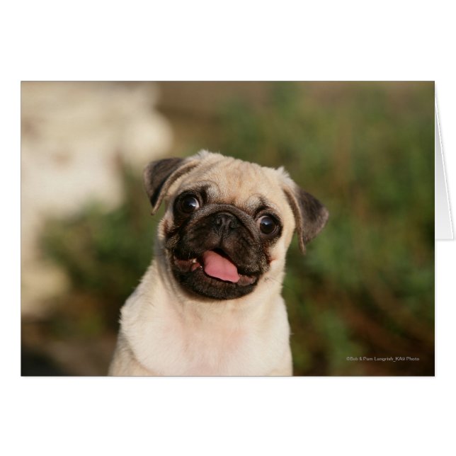 Fawn Pug Puppy Panting (Front Horizontal)