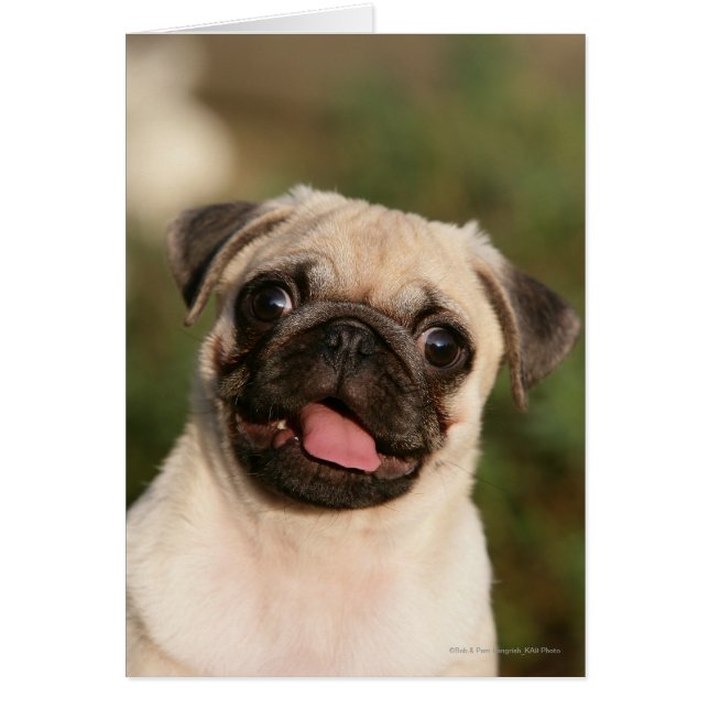 Fawn Pug Puppy Panting (Front)