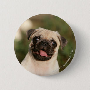 Fawn Pug Puppy Panting 2 Inch Round Button