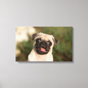 Fawn Pug Puppy Panting Canvas Print