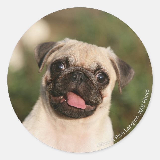 Fawn Pug Puppy Panting Classic Round Sticker (Front)