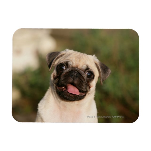 Fawn Pug Puppy Panting Magnet (Horizontal)
