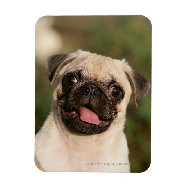 Fawn Pug Puppy Panting Magnet (Vertical)