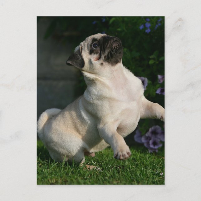 Fawn Pug Puppy Postcard (Front)