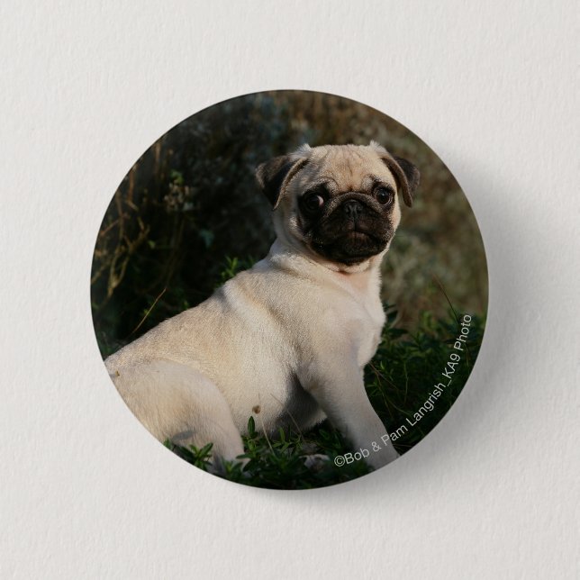 Fawn Pug Puppy Sitting 2 Inch Round Button (Front)