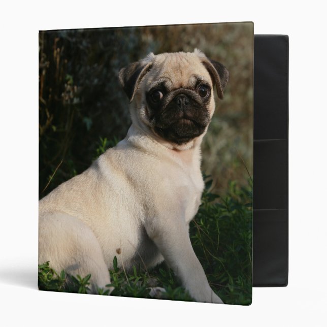 Fawn Pug Puppy Sitting Binder (Front/Inside)
