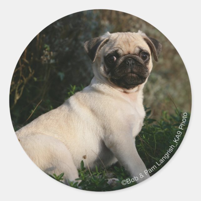 Fawn Pug Puppy Sitting Classic Round Sticker (Front)