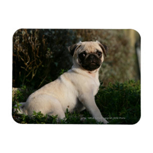 Fawn Pug Puppy Sitting Magnet