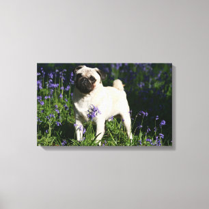 Fawn Pug Standing in the Bluebells Canvas Print