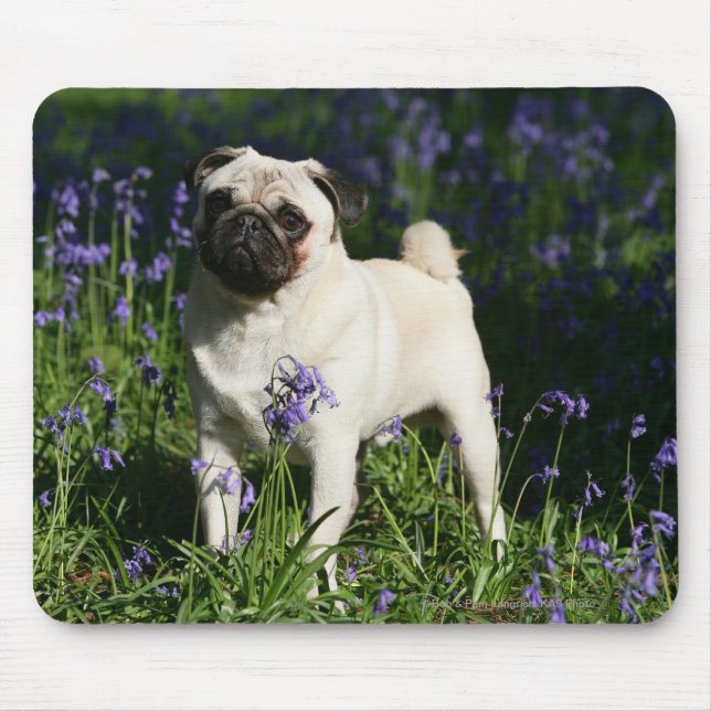 Fawn Pug Standing in the Bluebells Mouse Pad (Front)