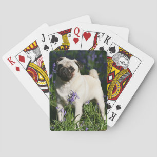 Fawn Pug Standing in the Bluebells Playing Cards