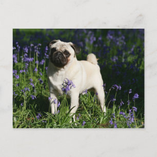 Fawn Pug Standing in the Bluebells Postcard
