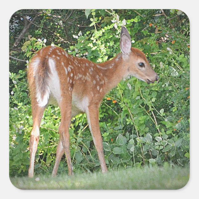 Fawn Sticker (Front)