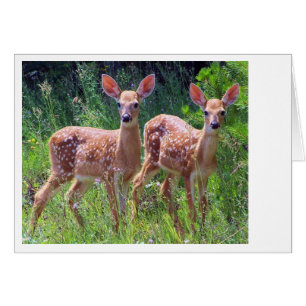 Fawn Twins in the Hawkweed