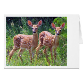 Fawn Twins in the Hawkweed
