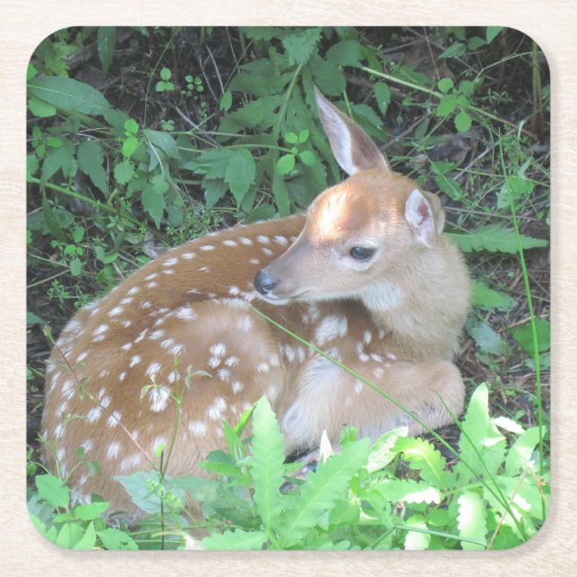 Fawn Waiting For His Mother Coaster (Front)