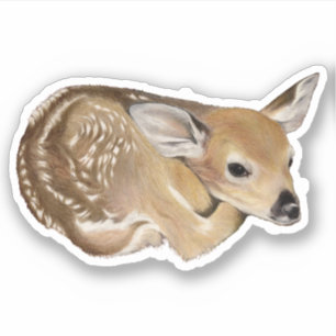 Fawn White Tail Deer