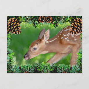 Fawn (white-tailed deer) Christmas Card