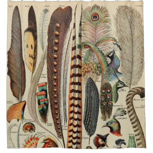 Feather Bird Wildlife Antique Feathers