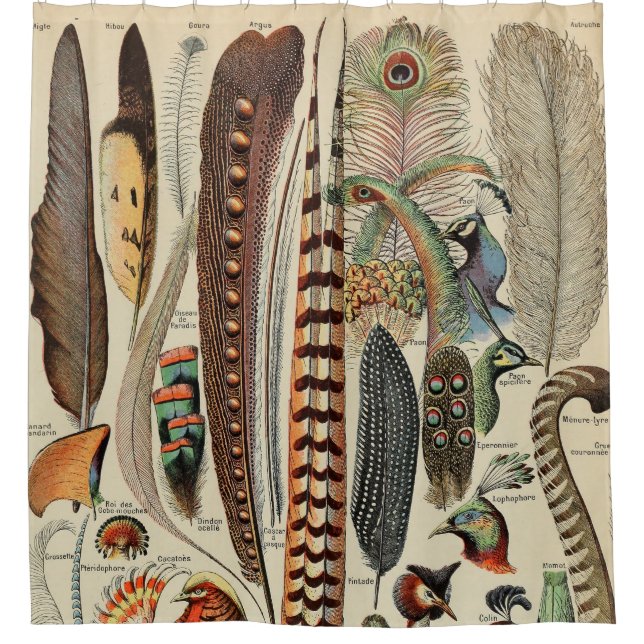 Feather Bird Wildlife Antique Feathers (Front)