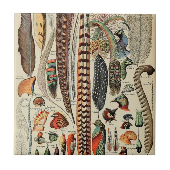 Feather Bird Wildlife Antique Feathers Tile (Front)