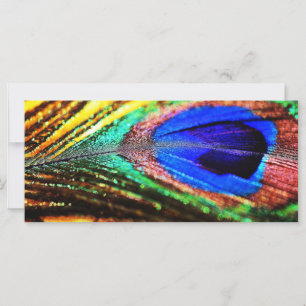 Feather by Shirley Taylor