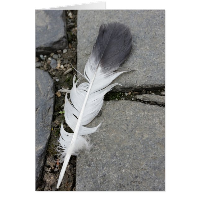 feather on pavement (Front)