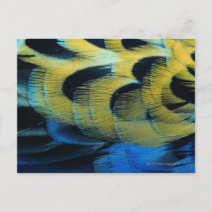 Feather surface 4 postcard