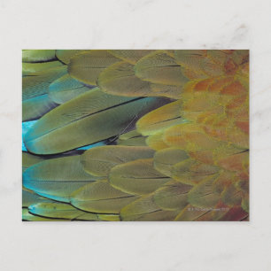Feather surface postcard
