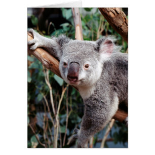 Featherdale Wildlife Park, Koala Bears