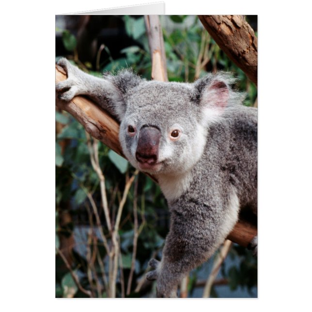 Featherdale Wildlife Park, Koala Bears (Front)